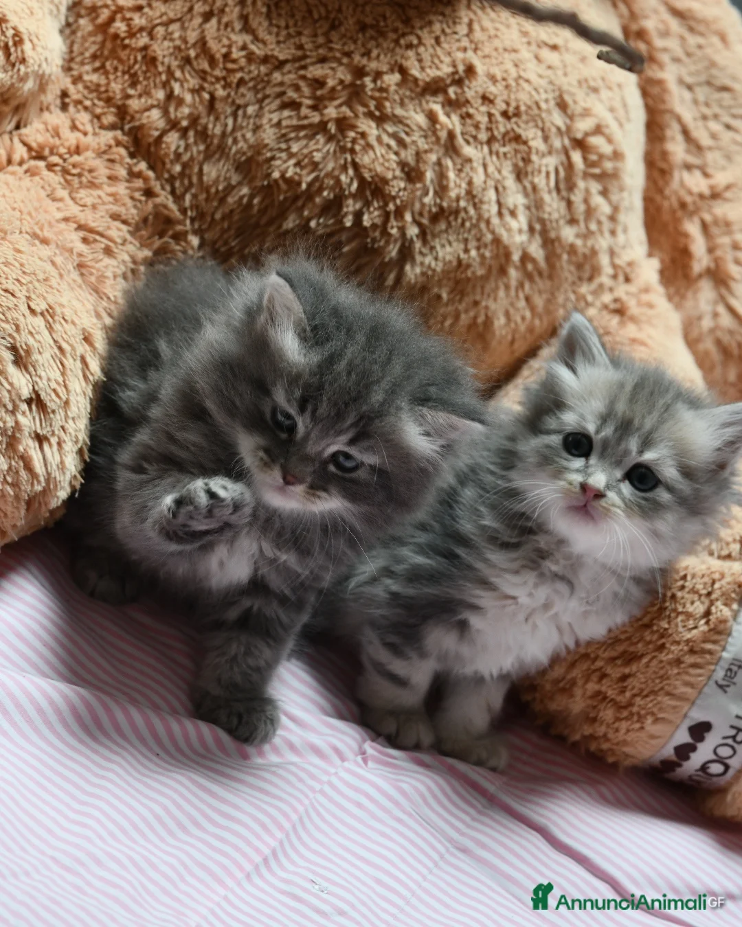 Siberiano gatti in vendita: Cuccioli di gatto siberiano  - Annuncio 2