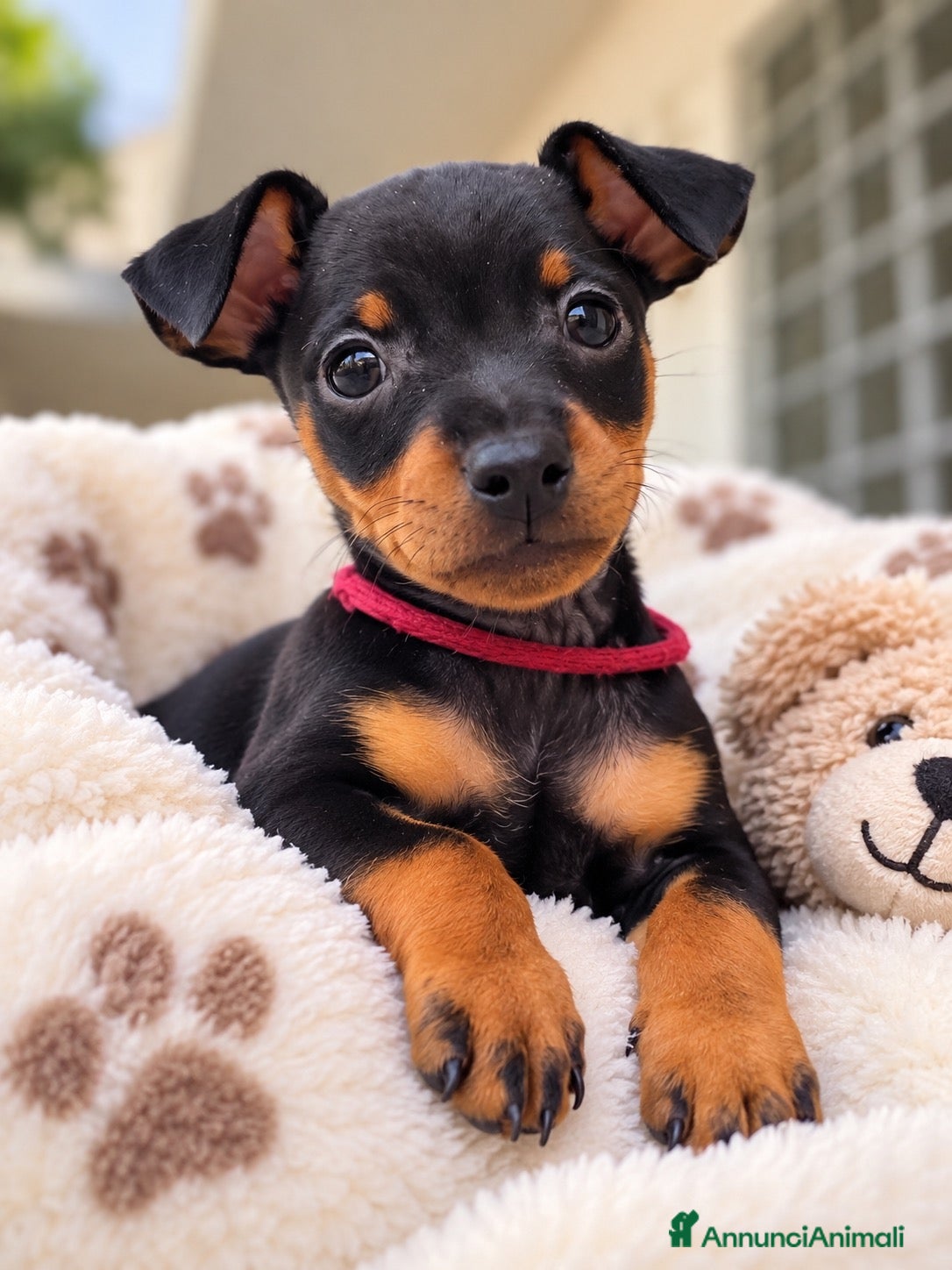Pinscher Miniatura cani in vendita: Pinsher cuccioli  - Annuncio 1