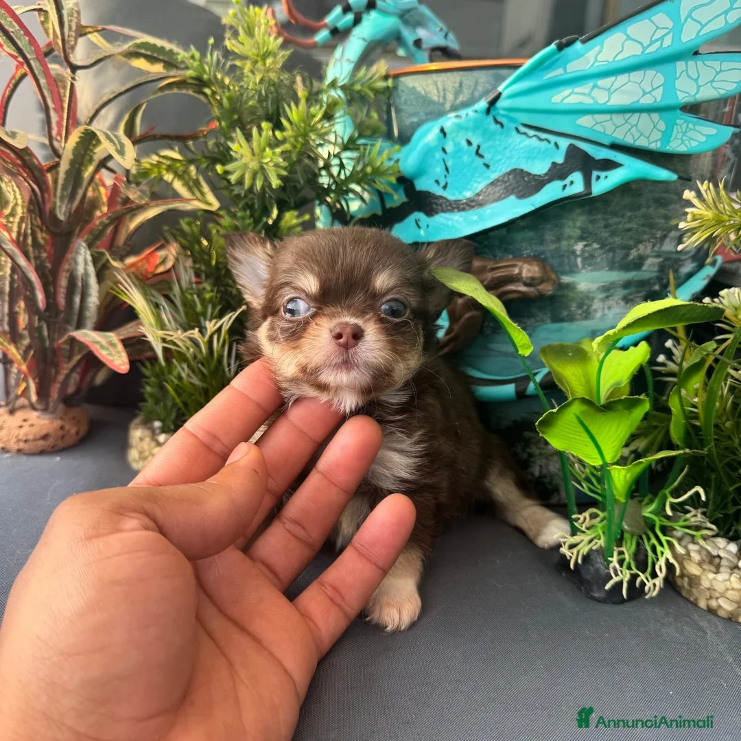 Chihuahua cani in vendita: maschietto chihuahua pelo lungo pedigree enci  - Annuncio 5