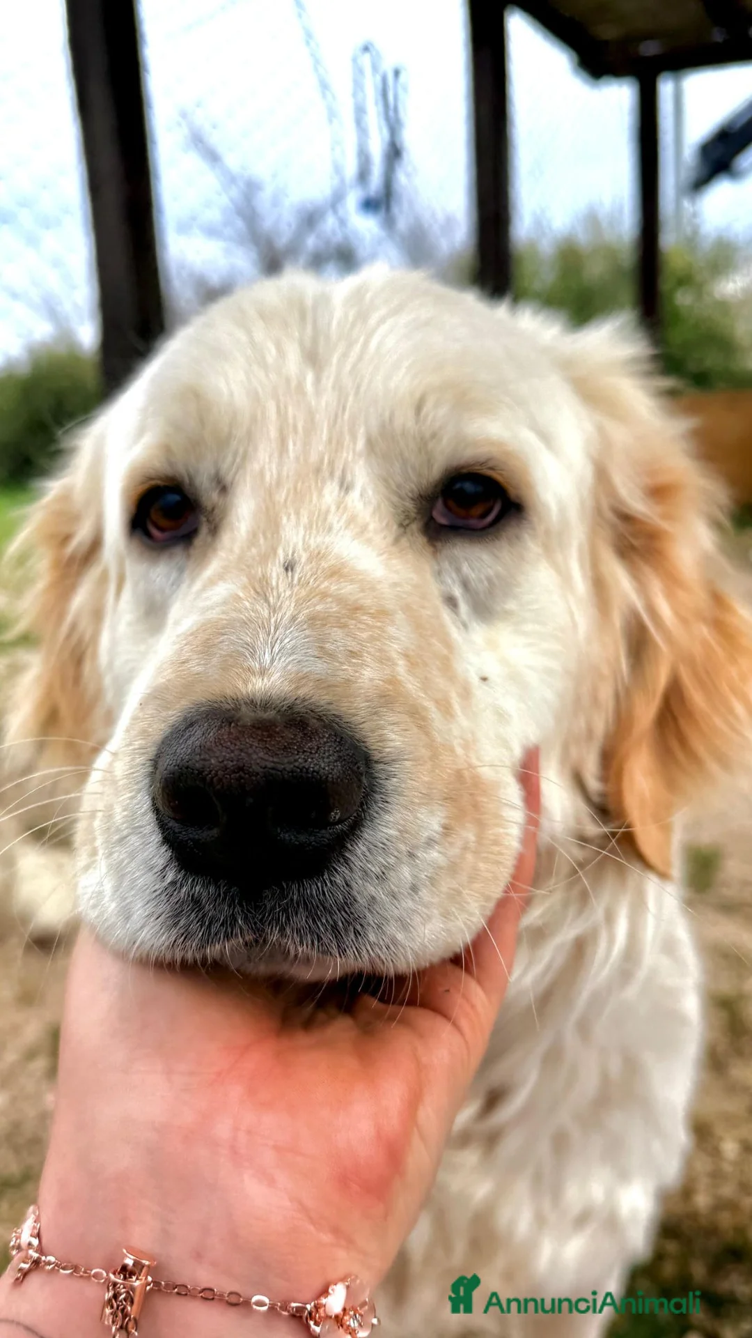 Meticcio cani in regalo: JACK MERAVIGLIOSO INCR. GOLDEN CERCA CASA - Annuncio 2