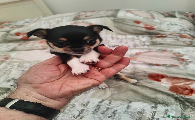 Chihuahua cani a Città metropolitana di Roma Capitale - Annuncio 15