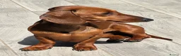 Bassotto cani per accoppiamento: 🐾 CERCHIAMO FIDANZATO PER LILA 🐾 a Provincia di Varese - Annuncio 3