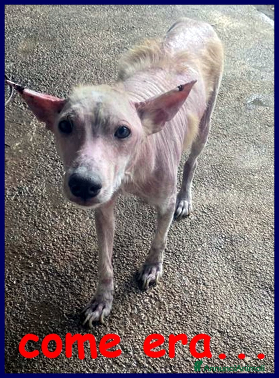 Meticcio cani in regalo: LUCKY-COTONE, IL NOSTRO ANGELO PELOSO, ASPETTA ANC a Città metropolitana di Milano - Annuncio 2