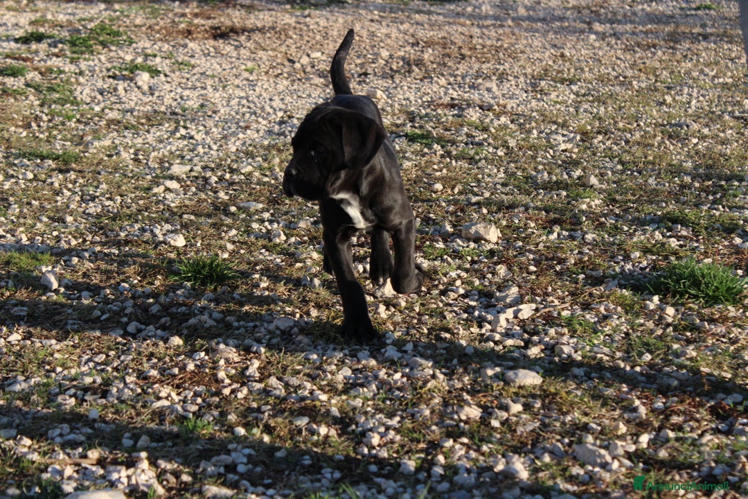 Cane Corso cani in vendita: Cuccioli Cane Corso Selezionati - Annuncio 3