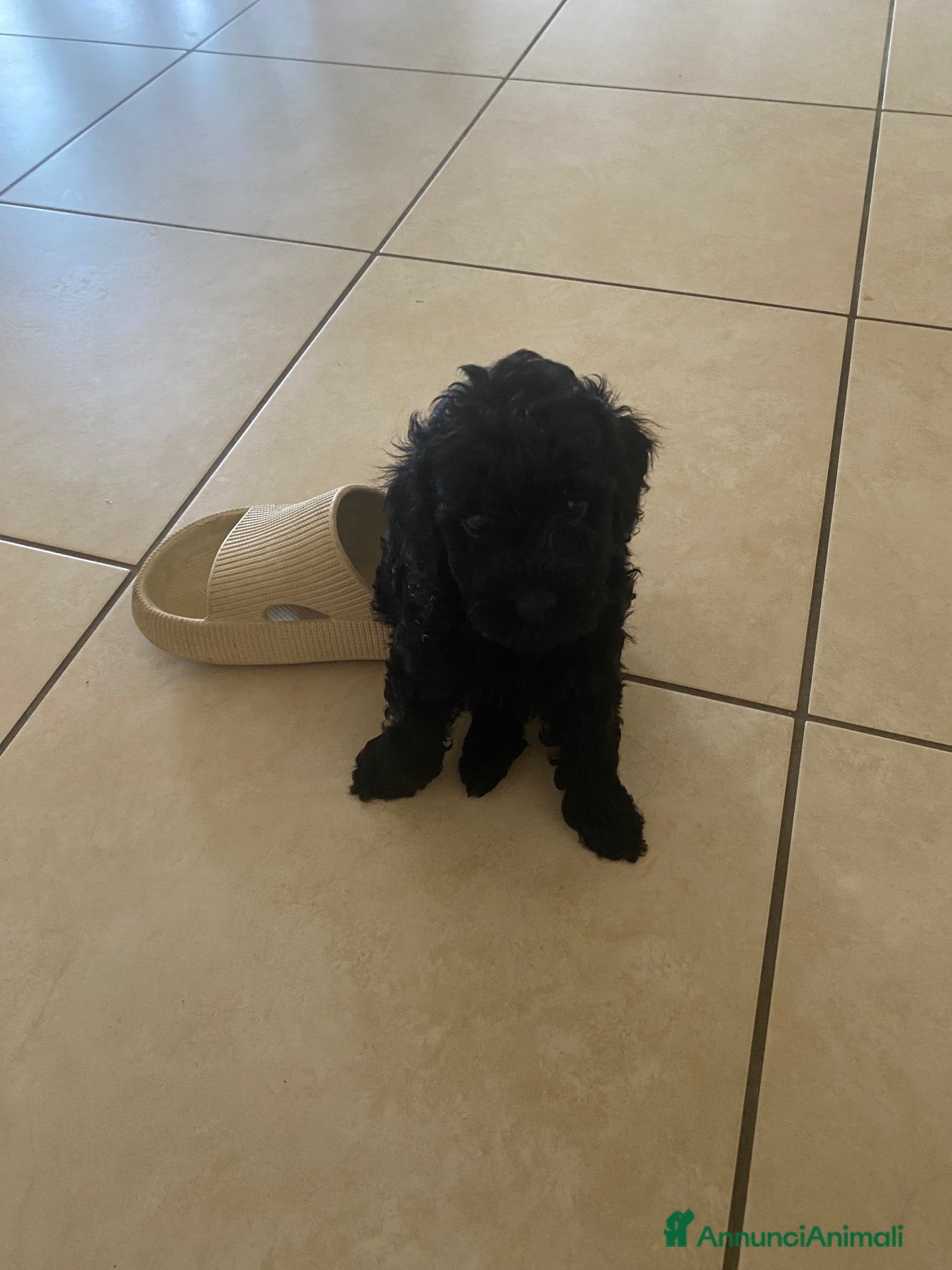 Barboncino cani Cucciola femmina nera barboncina nana - Annuncio 2