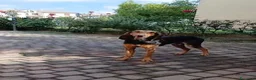 Segugio cani in regalo: Cane segugio  - Annuncio 2