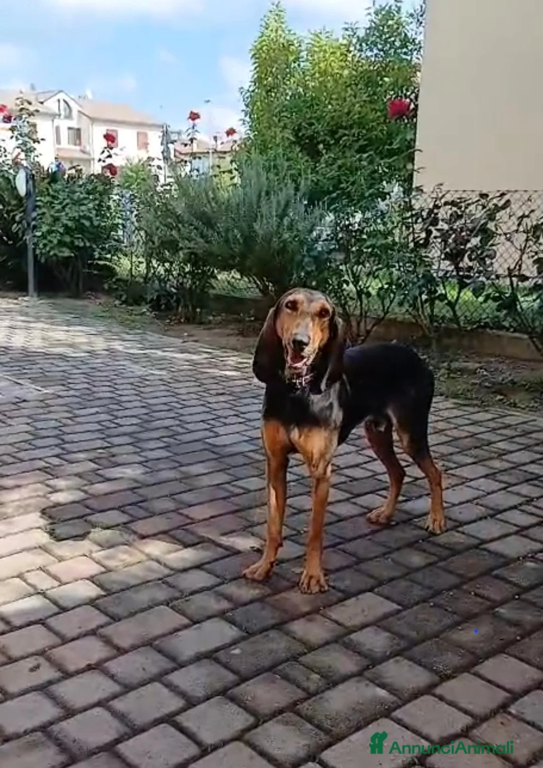 Segugio cani in regalo: Cane segugio  - Annuncio 2