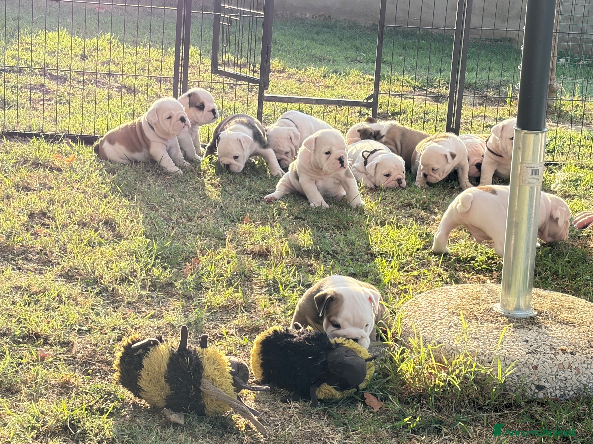 Bulldog cani Cuccioli Di Bulldog  - Annuncio 3