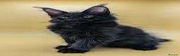 Maine Coon gatti in vendita: Cuccioli Maine coon con Pedigree  - Annuncio 7