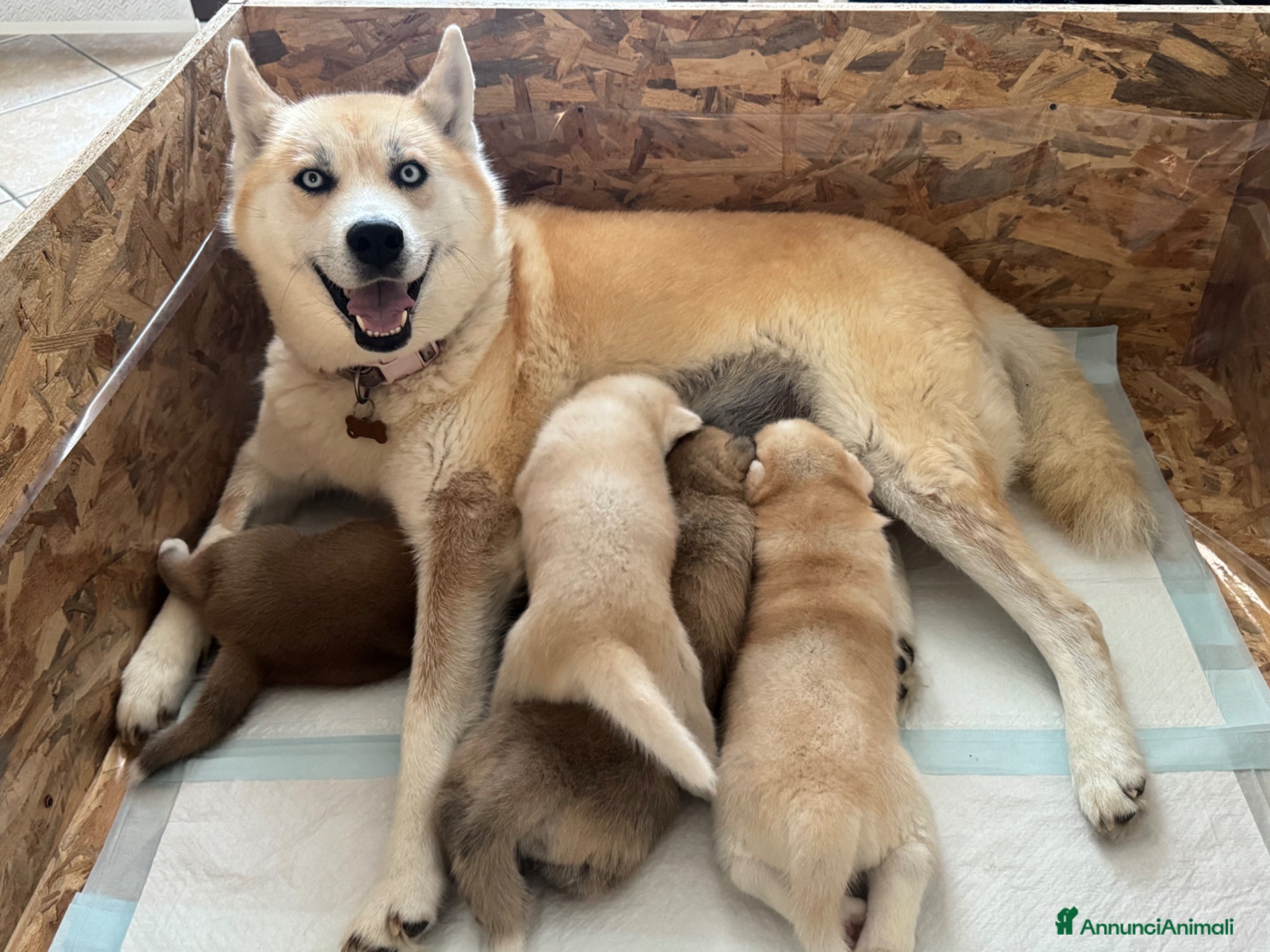 Meticcio cani in vendita: Cuccioli di Huskita - Annuncio 2
