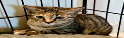 Europeo gatti in regalo: Bella tigratina - Annuncio 7