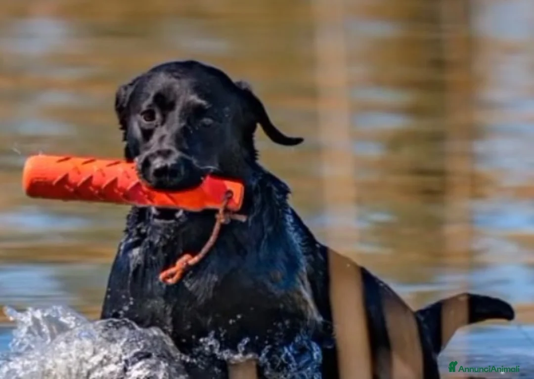 Labrador cani in vendita: Labrador linee lavoro a Provincia di Brescia - Annuncio 1