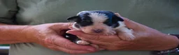 Australian Shepherd cani in vendita: Cuccioli di pastore australiano  - Annuncio 5