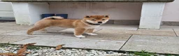 Shiba Inu cani in vendita: Ultima femmina rossa shiba inu disponibile - Annuncio 7