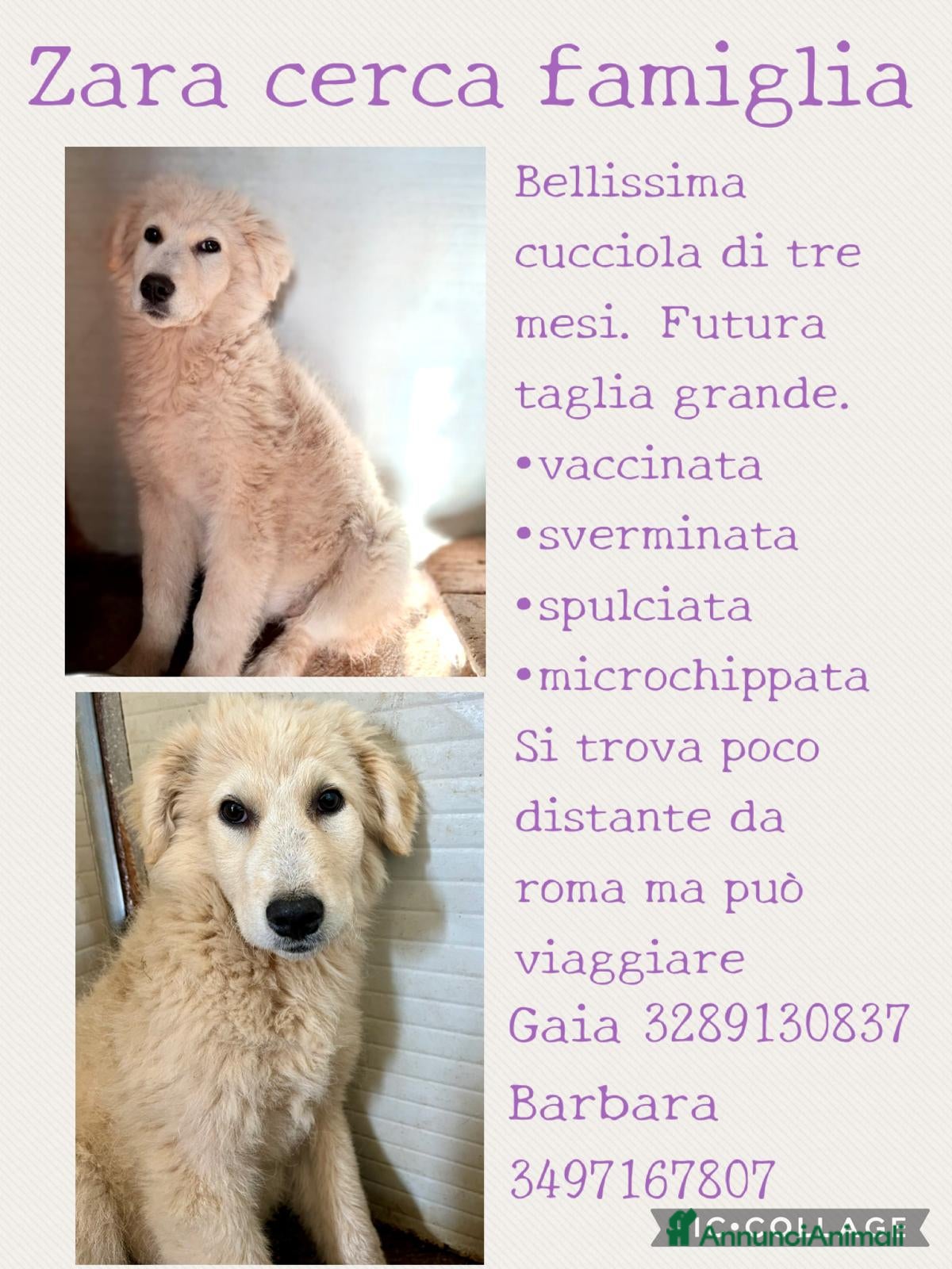 Meticcio cani Cucciola in canile - Annuncio 2