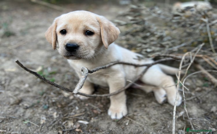 Labrador cani Labrador GIALLO - Linea CAMPIONI - ENCI CELEMASHE - Annuncio 2