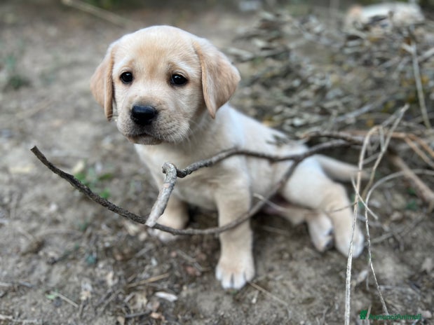Labrador cani - Annuncio 3