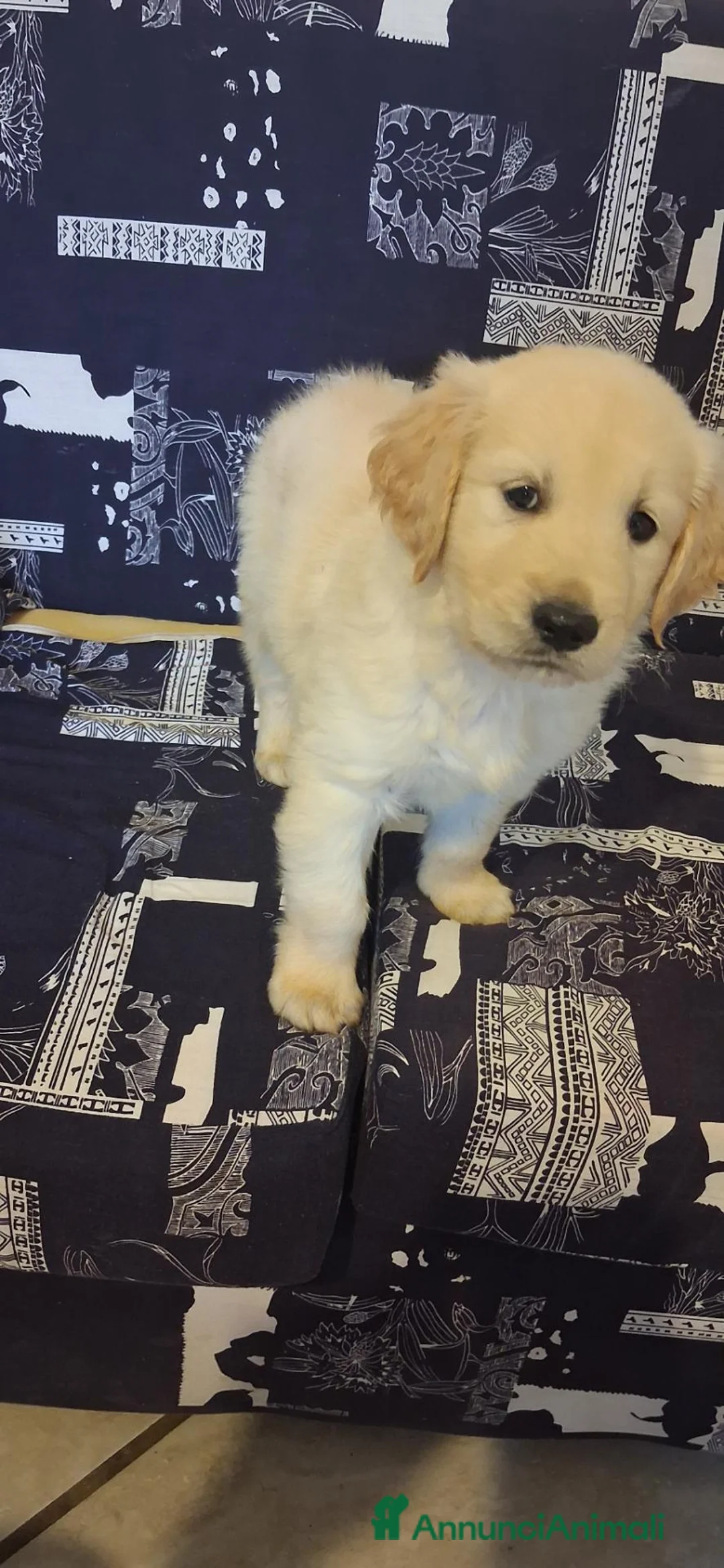 Golden Retriever cani in vendita: Cuccioli di golden retriever anglo americano  - Annuncio 6