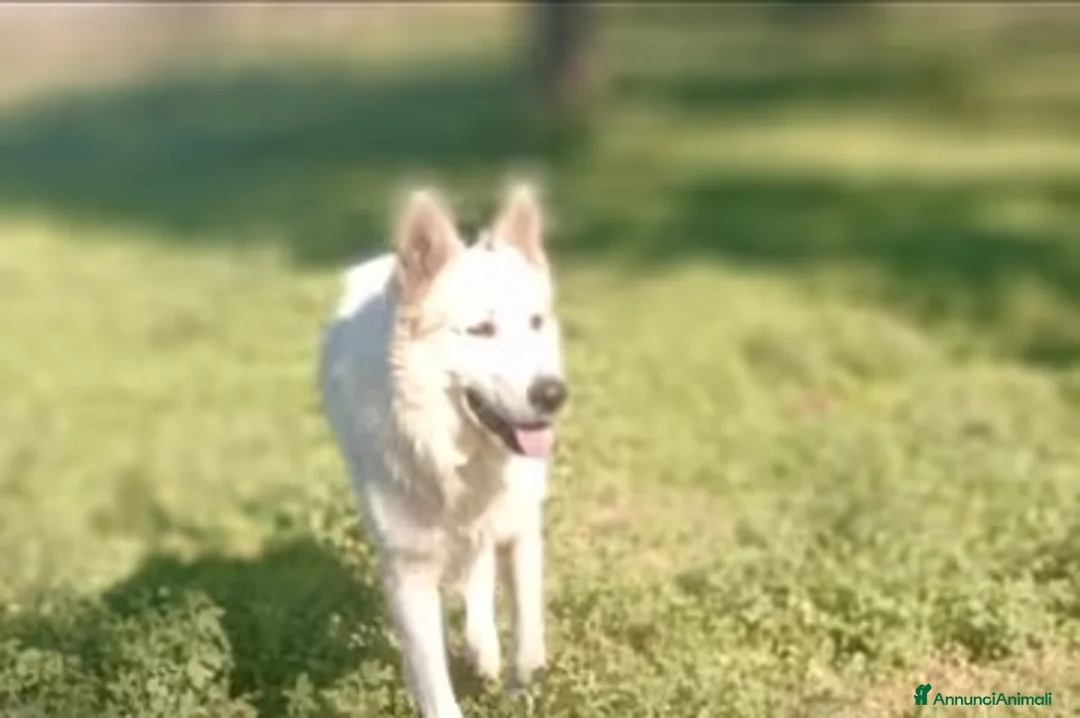 Pastore Svizzero cani in vendita: Pastore svizzero bianco cuccioli a Provincia di Brescia - Annuncio 2