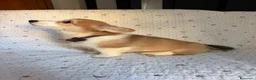 Corgi Pembroke cani in vendita: Cuccioli di Pembroke Welsh Corgi a Città Metropolitana di Firenze - Annuncio 14