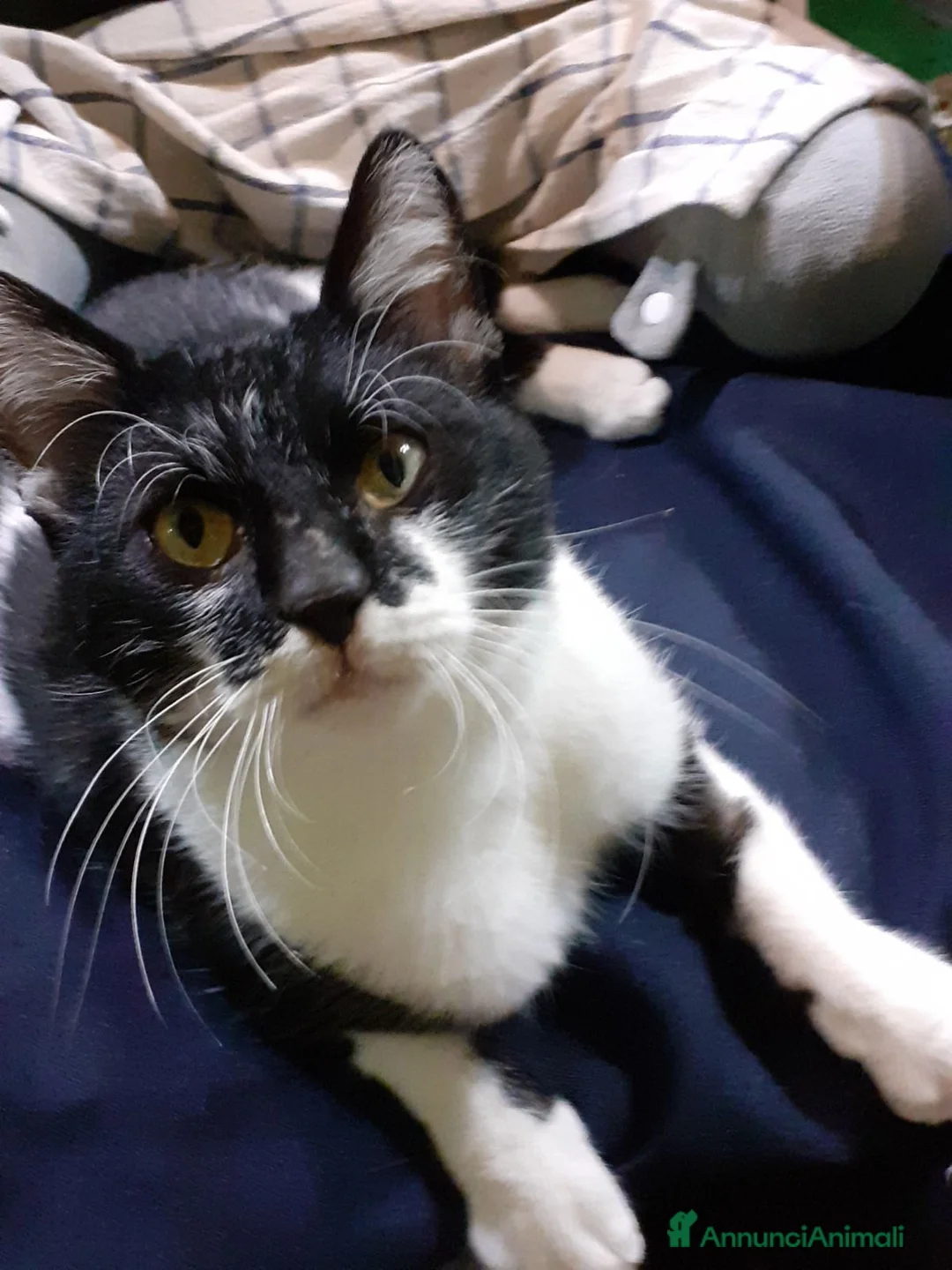Europeo gatti in regalo: Gattino bianco e nero - Annuncio 2