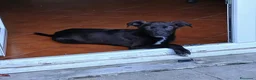 Meticcio cani in regalo: Totò  - Annuncio 6