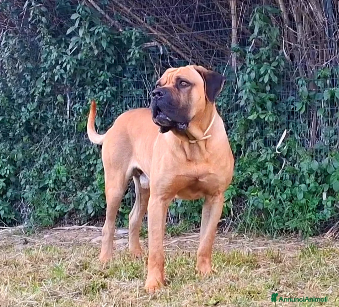 Cane Corso cani per accoppiamento: Cane corso disponibile per monta a Provincia di Chieti - Annuncio 1