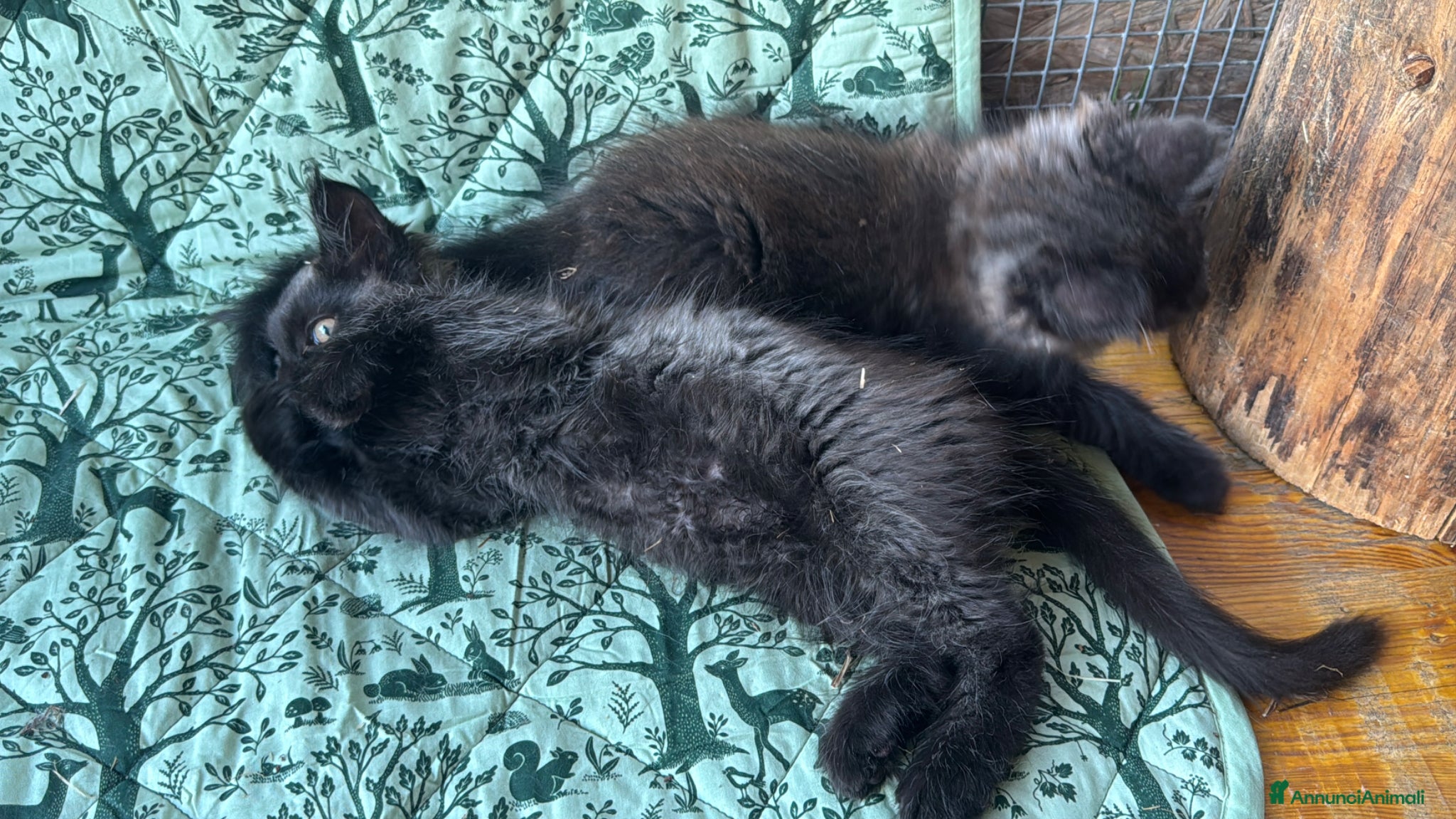 Maine Coon gatti in vendita: Cuccioli di maine coon manto black smoke - Annuncio 11
