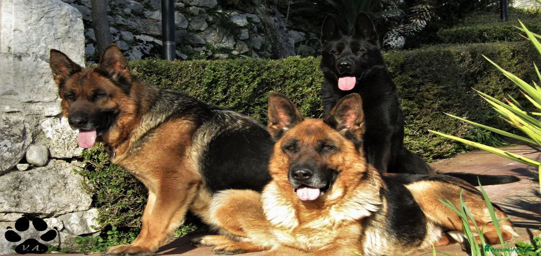 Immagine della galleria {{count}}