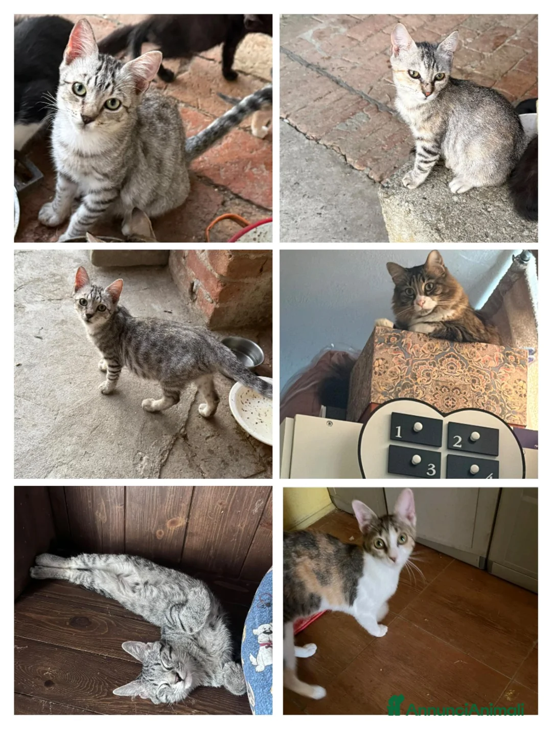 Meticcio gatti in regalo: GATTI ADULTI E GATTINI  - Annuncio 2