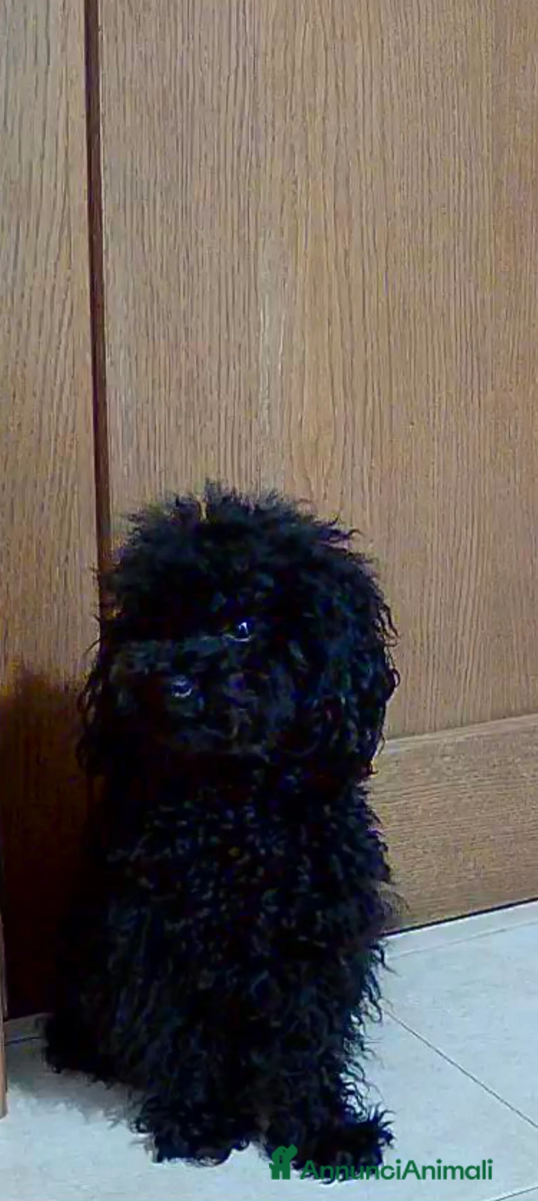 Barboncino Toy cani per accoppiamento: BARBONCINO TOY disponibile per accoppiamento  a Città Metropolitana di Firenze - Annuncio 3