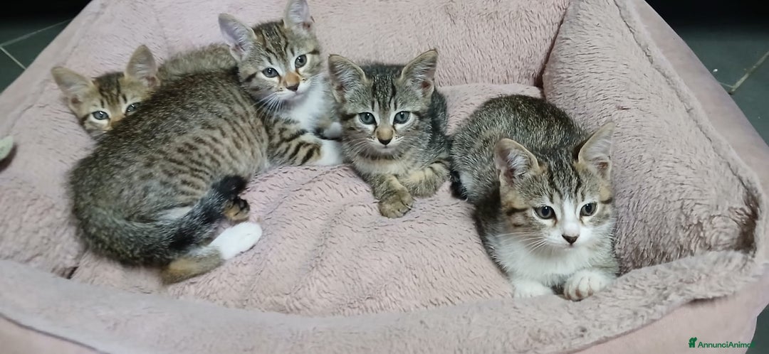 Altre razze gatti in regalo: 4 meravigliosi cuccioli cercano casa a Città metropolitana di Roma Capitale - Annuncio 1