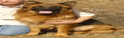 Pastore Tedesco cani in vendita: PASTORI TEDESCHI - Annuncio 30