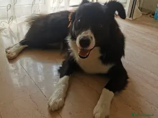 Bearded Collie cani Sky border collie ottimo carattere - Annuncio 10