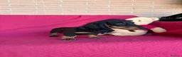 Bassotto cani in vendita: DISPONIBILE MASCHIO A PELO LUNGO  - Annuncio 9