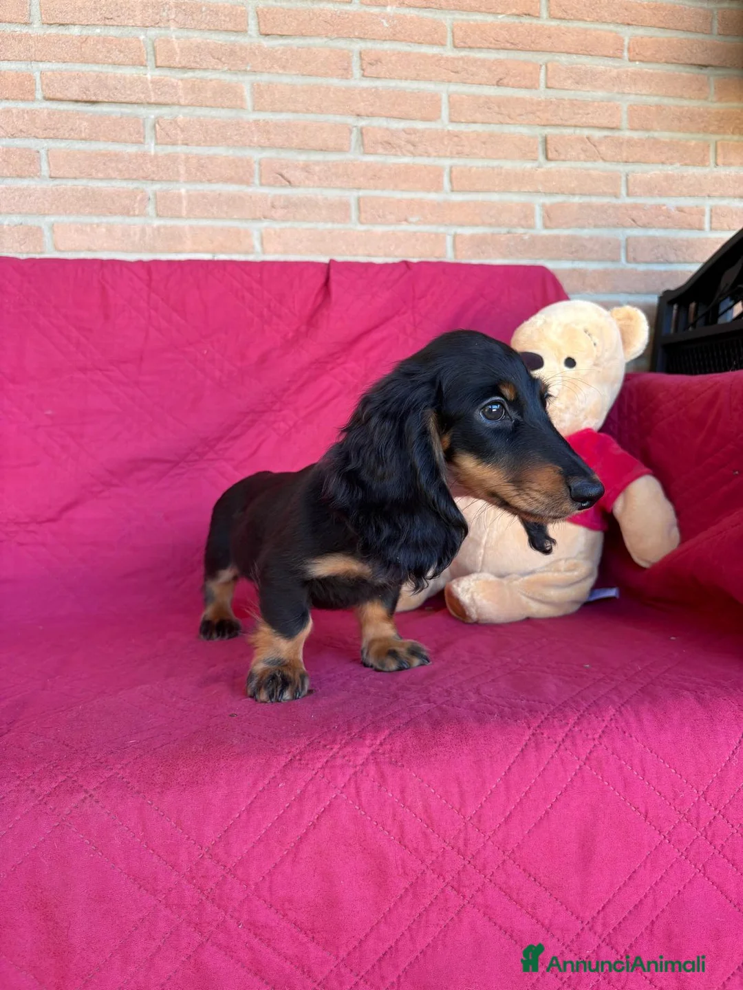 Bassotto cani in vendita: DISPONIBILE MASCHIO A PELO LUNGO  - Annuncio 9