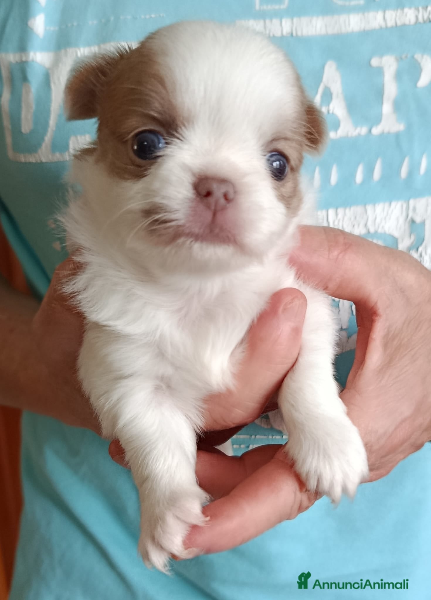 Chihuahua cani Cuccioli di Chihuahua con pedigree - Annuncio 2