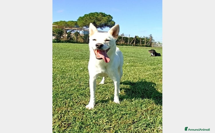 Meticcio cani a Latina - Annuncio 1