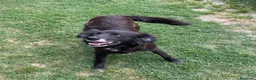 Meticcio cani in regalo: Adotta Linda - Annuncio 3