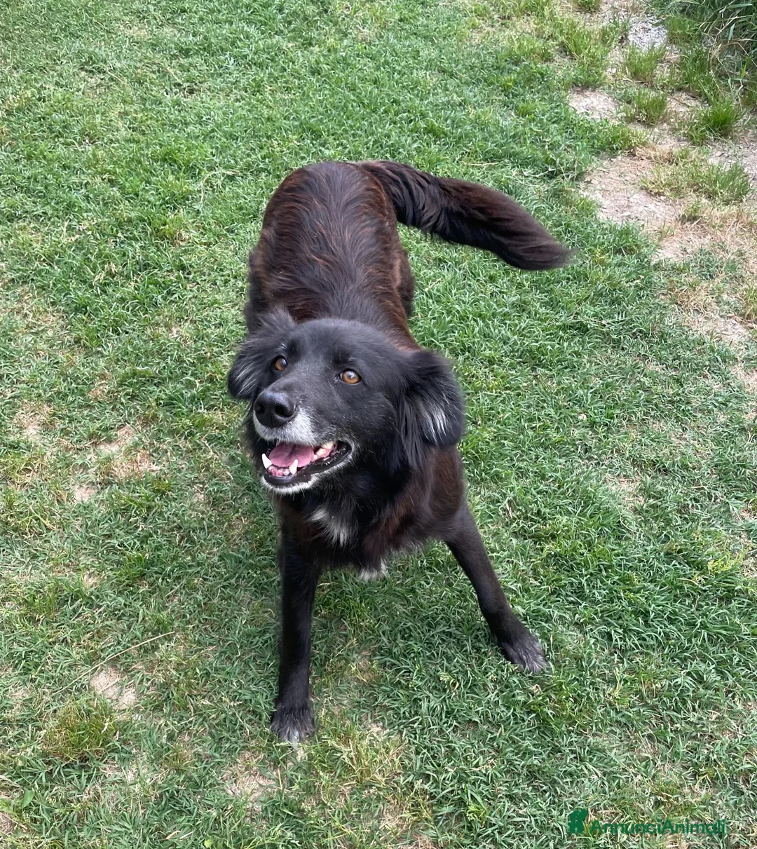 Meticcio cani in regalo: Adotta Linda - Annuncio 3