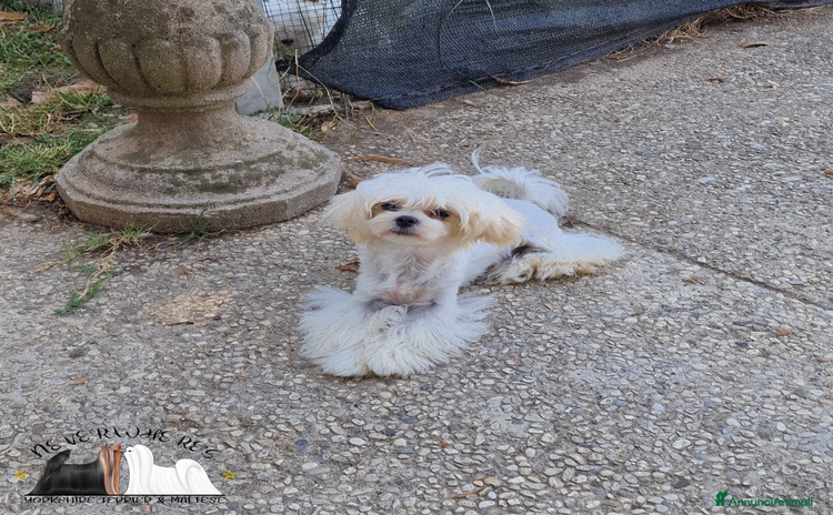 Maltese cani a Province of Vicenza - Annuncio 2