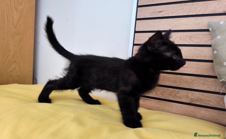 Europeo gatti in vendita a Provincia di Lecco - Annuncio 2