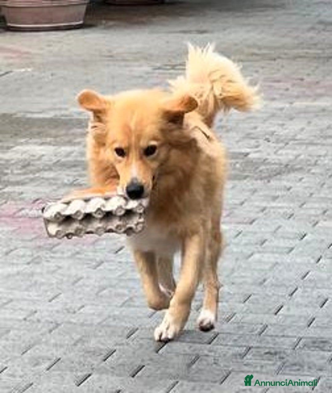 Meticcio cani in regalo: DIOR CAGNOLINO FULVO - Annuncio 2