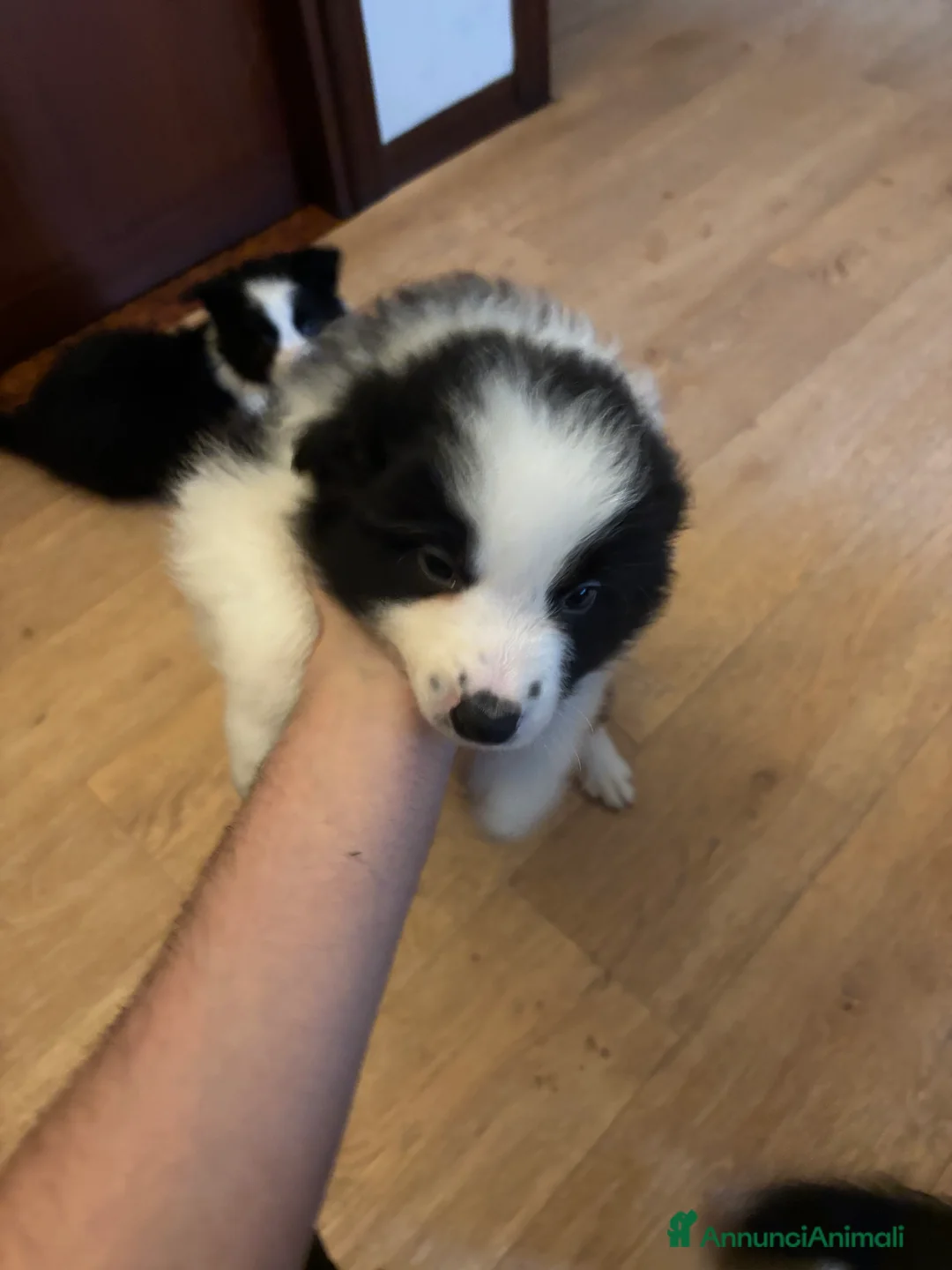 Border Collie cani in vendita: Cuccioli maschi di Border Collie con pedigree ENCI - Annuncio 5