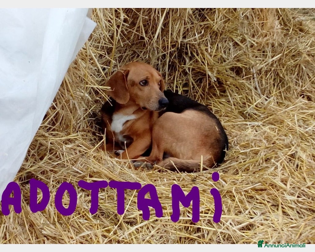 Beagle cani Mix Beagle 4/5anni URGE FAMIGLIA PAZIENTE!! MARCHE a Bologna - Annuncio 2