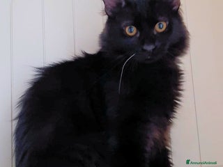 Europeo gatti CHOCOLAT CERCA CASA! - Annuncio 4