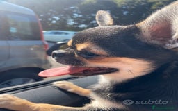 Chihuahua cani per accoppiamento: accoppiamento bellissimo Chihuahua maschio  a Provincia di Monza e della Brianza - Immagine 2