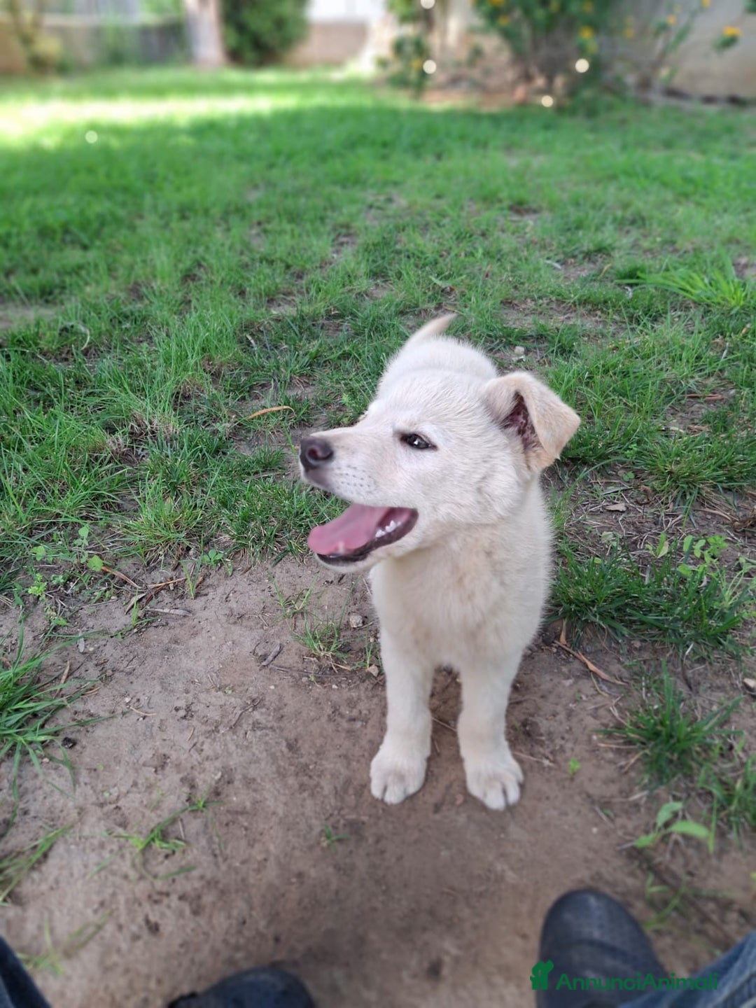 Meticcio cani in regalo: SID 💙-cucciolo “orsetto lanoso” cerca la sua casa a Città metropolitana di Milano - Immagine 11