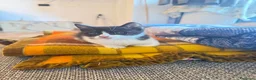 Europeo gatti in vendita: Meravigliosi Gattini  - Annuncio 3