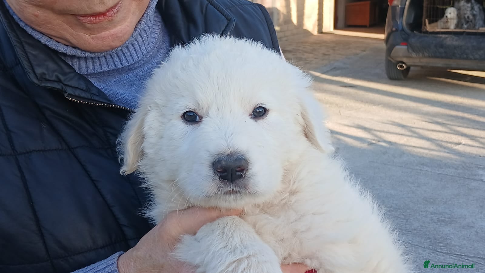 Pastore Maremmano cani IL BELLISSIMO KEVIN, INC. MAREMMANO CERCA CASA - Annuncio 4